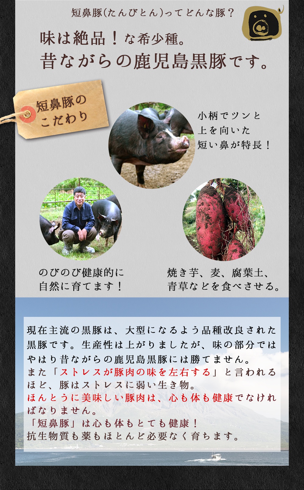 産直短鼻豚は味は絶品な希少種。昔ながらの鹿児島黒豚です。